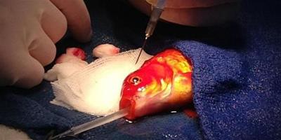 澳大利亞一10歲金魚患腦瘤，主人不離不棄讓它接受手術