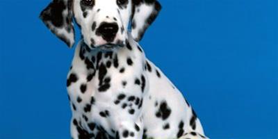 斑點狗壽命多長時間，能活多久？