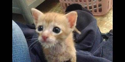 有“陰謀”的小橘貓當惡霸擋路獲得了好心人收養