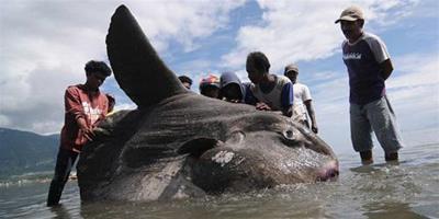 可怕的海底生物 巨型翻車魚驚現印尼