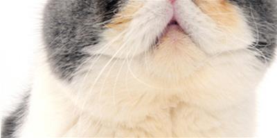 貓貓絕育手術和注射疫苗的關係