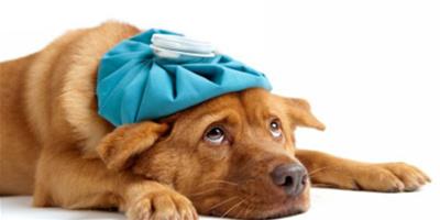 狗狗維生素A缺乏症的症狀和防治