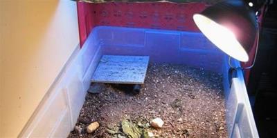 中小型陸龜室內飼養環境參考