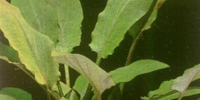水草品種—墨綠椒草