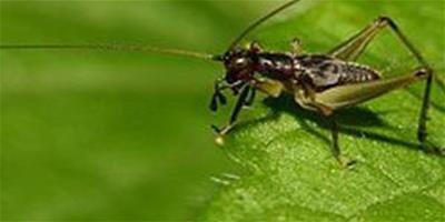 墨蛉蟋屬—虎甲蛉蟋的介紹