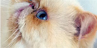 寵物貓的眼睛也會得結膜炎