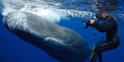 潛水夫與巨大抹香鯨親密接觸