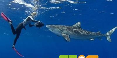 潛水者鯊魚共舞 和諧危險並存