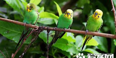 虎皮鸚鵡怎麼學說話 要選擇亞成的雄性虎皮鸚鵡