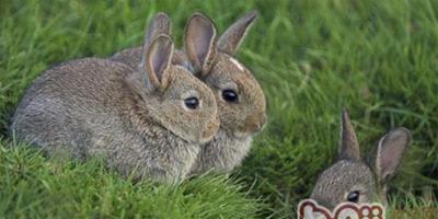 圖解各種兔子便便的隱藏資訊