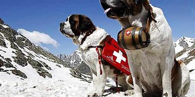 雪山中的守護神——聖伯納犬