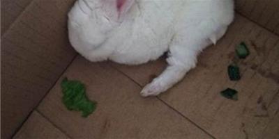 小兔子最愛吃什麼 兔糧不要吃太多