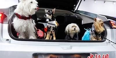 紐約車展 “車模狗”宣傳汽車安全性