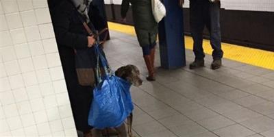 會移動的塑膠袋 主人袋狗偷渡搭紐約地鐵