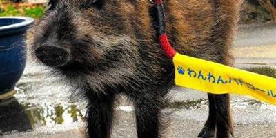 日本野豬加入警方巡邏隊維護治安