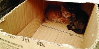 垃圾堆救貓崽後求好心人領養