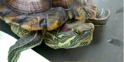 【巴西龜壽命】巴西龜壽命有多長，能活多久？