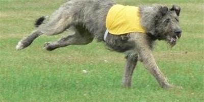 愛爾蘭獵狼犬的性格特點