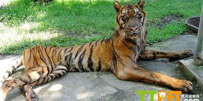 印尼動物園兇猛老虎瘦成貓