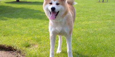 秋田犬結膜炎的防治和治療方法