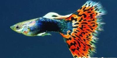 怎樣養孔雀魚 孔雀魚飼養的注意技巧