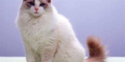 布偶貓得了貓瘟怎麼辦 該怎麼治療？