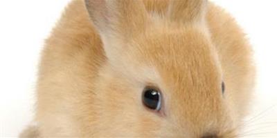 兔子拉稀吃什麼好 兔子消化不良導致