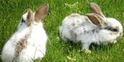 兔子不吃兔糧只吃草 食物要配合兔糧