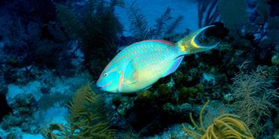 熱帶魚飼養：海水魚缸怎麼清潔？