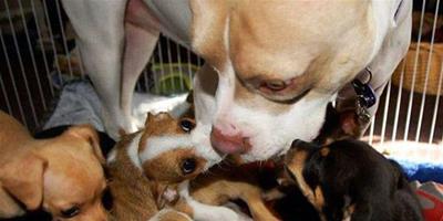 屠宰場救出的鬥牛犬照顧小狗成“代理媽媽”