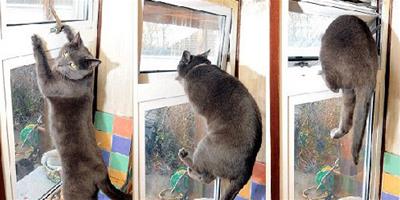 英寵物貓火災臨頭及時打開窗戶