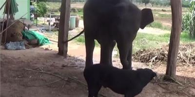 不可思議的友誼 泰國狗狗和小象同吃同睡形影不離