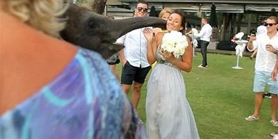 泰國小象闖婚禮現場強吻新娘子