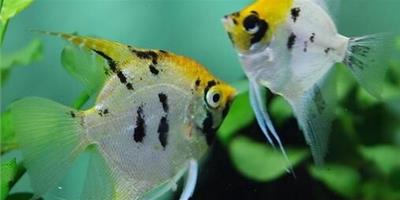 熱帶觀賞魚怎麼養 對水環境的要求很高