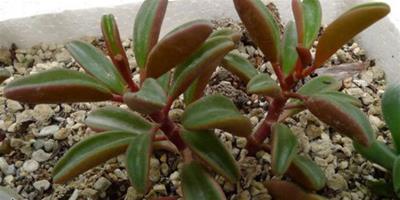 紅背椒草扡插繁殖方法
