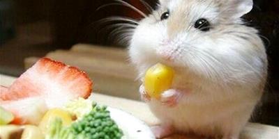 倉鼠夏季消暑的水果零食