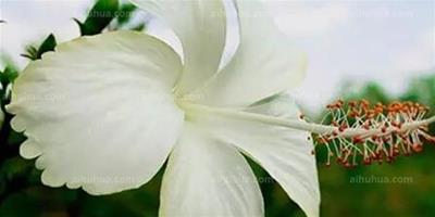生活中常見的白色花，你見過幾種？