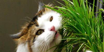 種植貓草的簡單方法