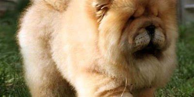 松獅犬怎麼美容護理，有什麼方法？