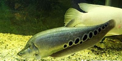 七星刀魚能長多大 可以長到80-90釐米左右