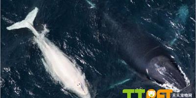 白色座頭鯨驚現澳大利亞海岸