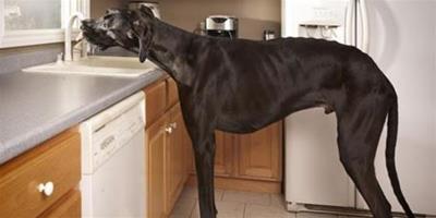 世界上最高的狗：站立高度可達兩米