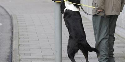 英導盲犬幫主人過馬路，站立摁紅綠燈