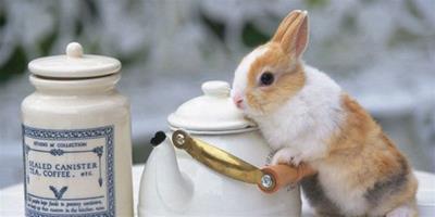 作好防兔措施是和家兔生活的一部份