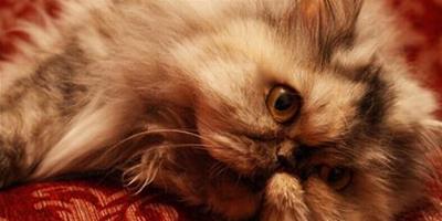 貓咪青光眼的病因及症狀