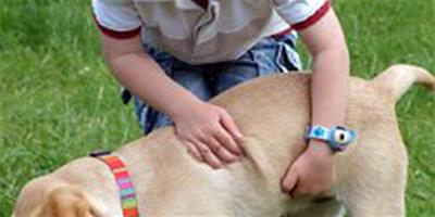 自閉症患兒照顧寵物狗可降低壓力水準