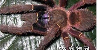 新幾內亞藍牙蜘蛛