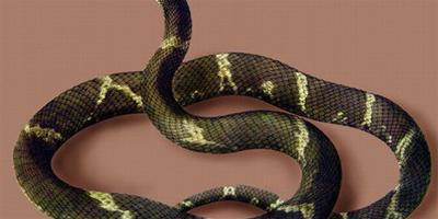 寵物蛇有毒嗎 寵物蛇中一般無毒性的