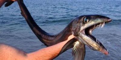 美國一海灘現恐怖怪魚，嘴長獠牙引轟動