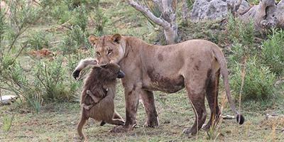 母獅殺母狒狒後照顧狒狒寶寶顯溫情